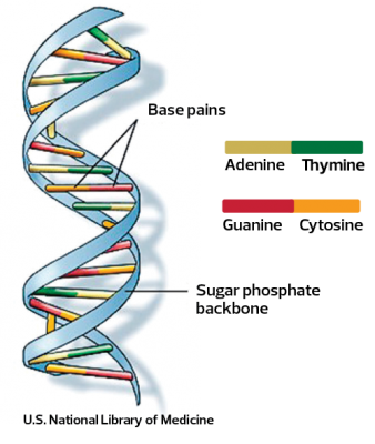 Is Pork DNA still considered pork? – Global Haltech